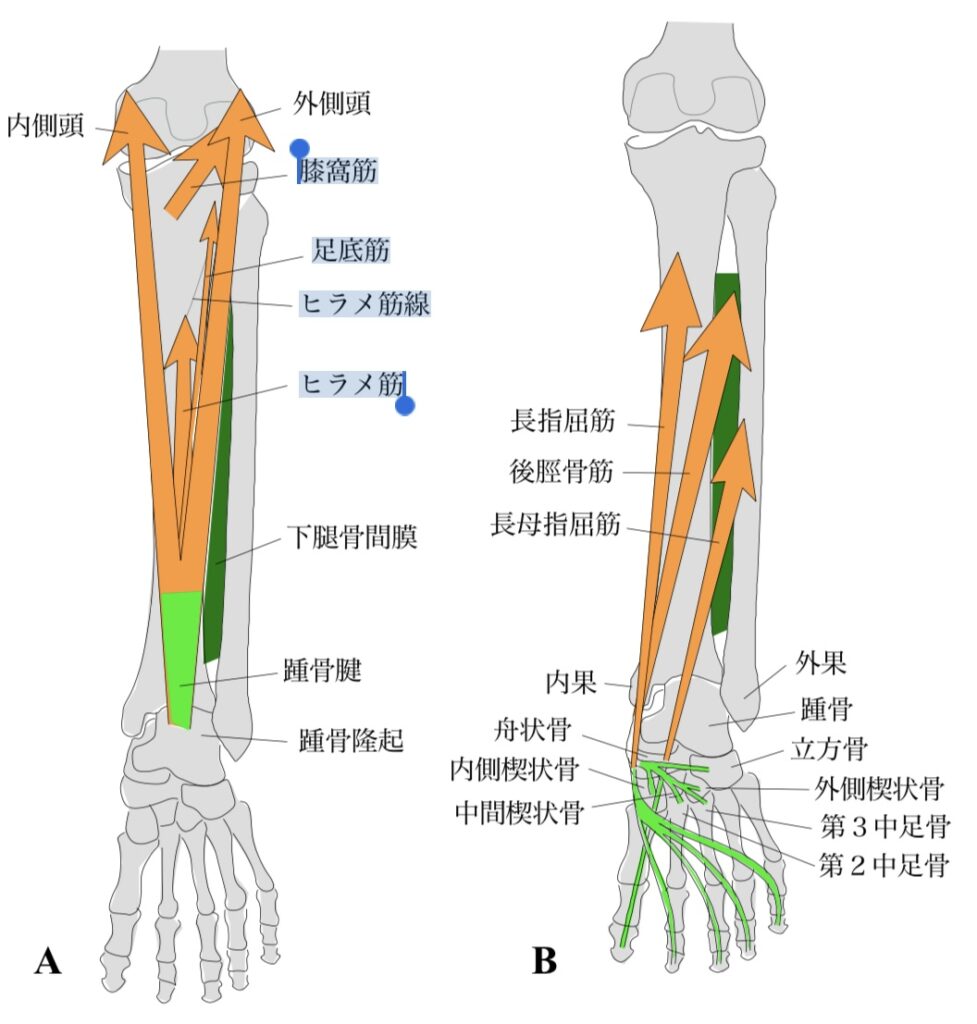 足の指　足首の筋肉