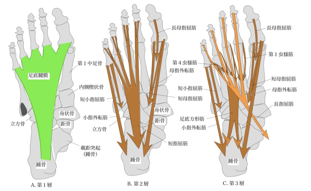 足の筋肉の図