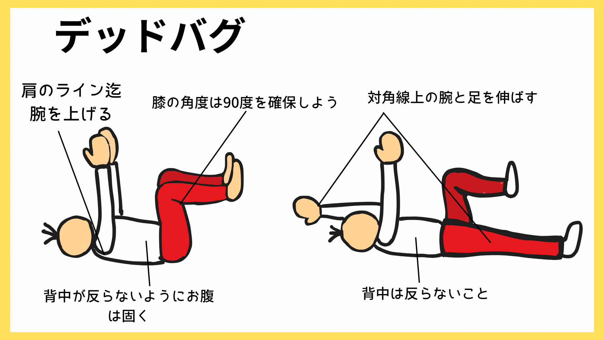 デッドバグの運動 体幹の運動